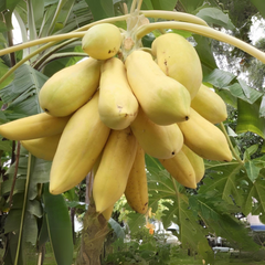 Papaya - Golden Long - Hybrid Fruit Plant