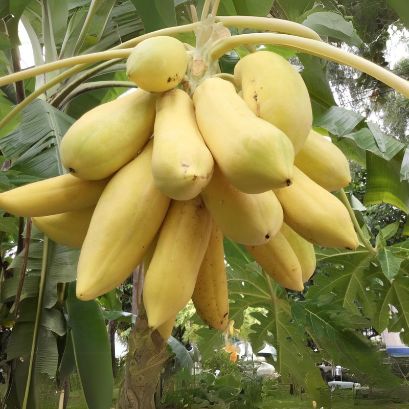 Papaya - Golden Long - Hybrid Fruit Plant