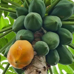 Papaya - TR-Hovey - Hybrid Fruit Plant