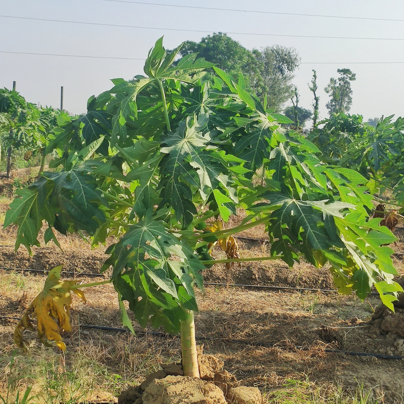 Papaya - TR-Hovey - Hybrid Fruit Plant