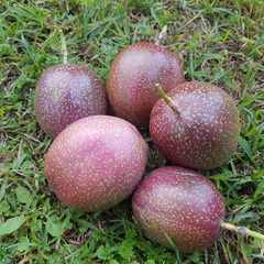 Passionfruit - Kavery Fruit Plant