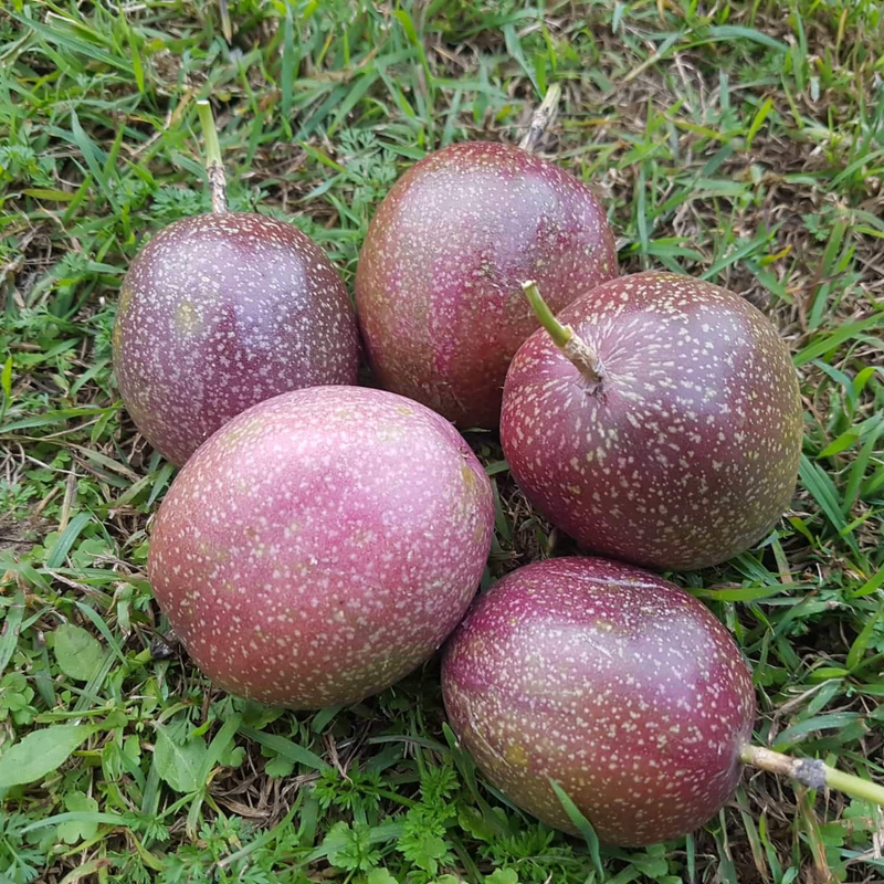 Passionfruit - Kavery Fruit Plant