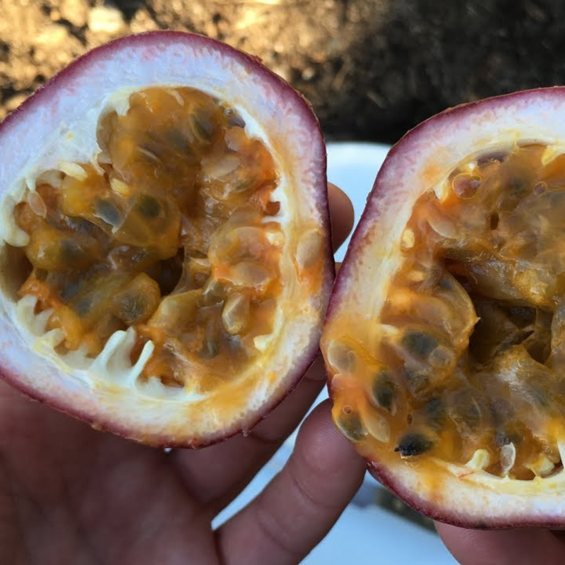 Passionfruit - Panama Red Pandora Fruit Plant