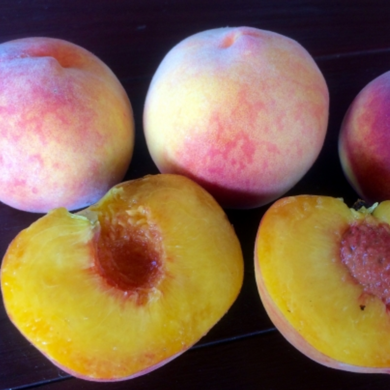 Peach - Tropic Beauty - 5 Fruit Seeds