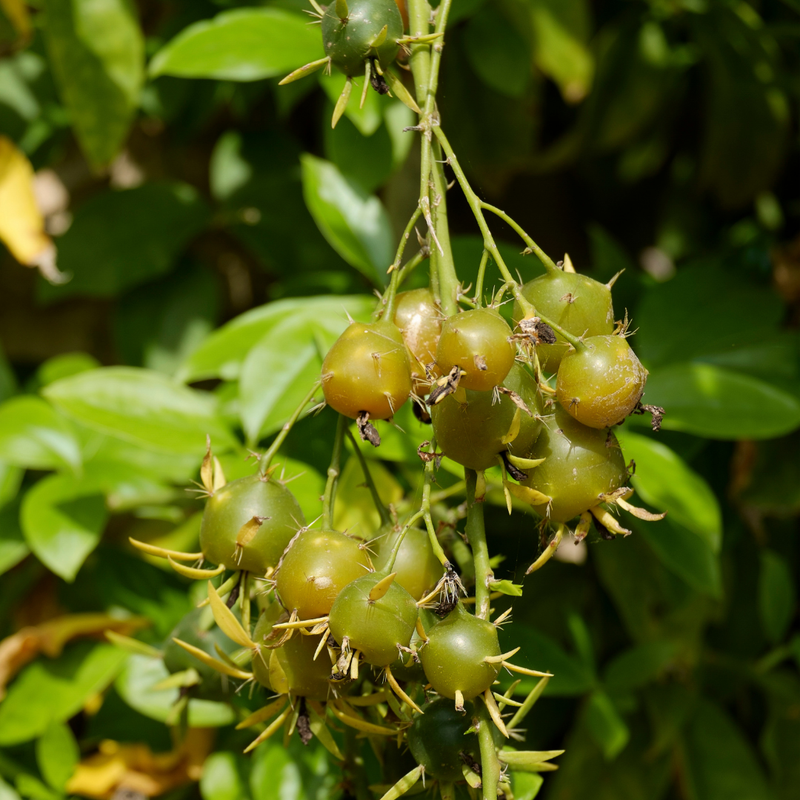 Barbados Gooseberry - Lemon Vine - Pereskia aculeata Fruit Plant