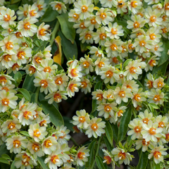 Barbados Gooseberry - Lemon Vine - Pereskia aculeata Fruit Plant