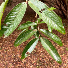 Hybrid Jaboticaba - Plinia aureana