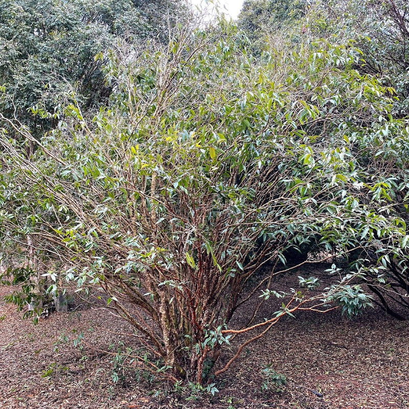 Hybrid Jaboticaba - Plinia aureana
