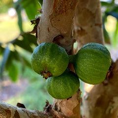 Hybrid Jaboticaba - Plinia aureana