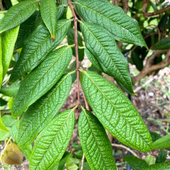 Hybrid Jaboticaba - Plinia aureana