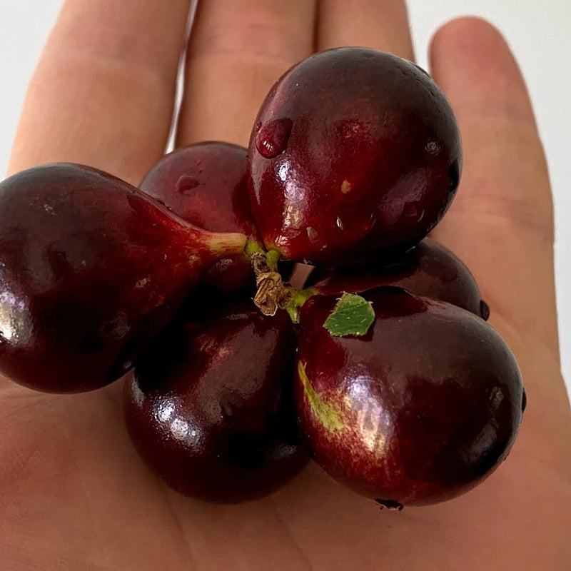 Hybrid Jaboticaba - Plinia sp.