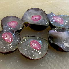 Hybrid Jaboticaba - Plinia sp.