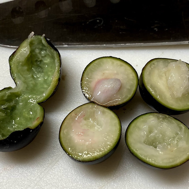 Hybrid Jaboticaba - Plinia coronata