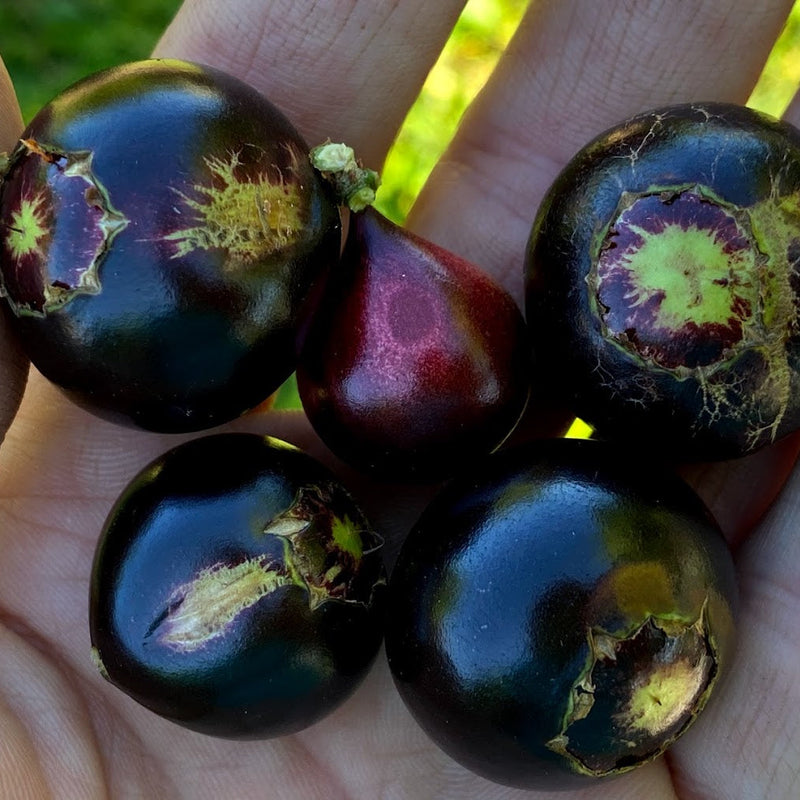 Hybrid Jaboticaba - Plinia coronata
