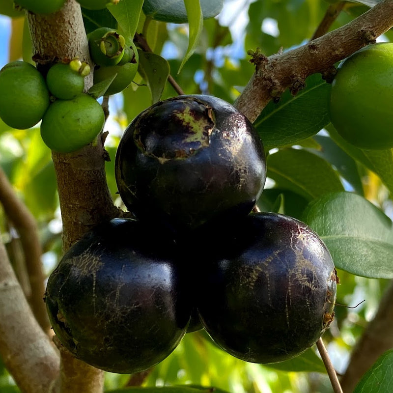 Hybrid Jaboticaba - Plinia coronata