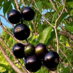 Hybrid Jaboticaba - Plinia coronata