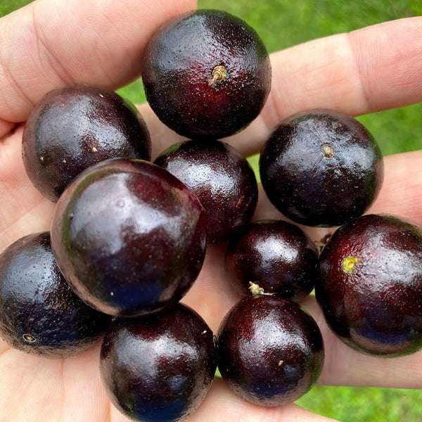Hybrid Jaboticaba - Plinia phitrantha
