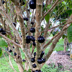Hybrid Jaboticaba - Plinia phitrantha