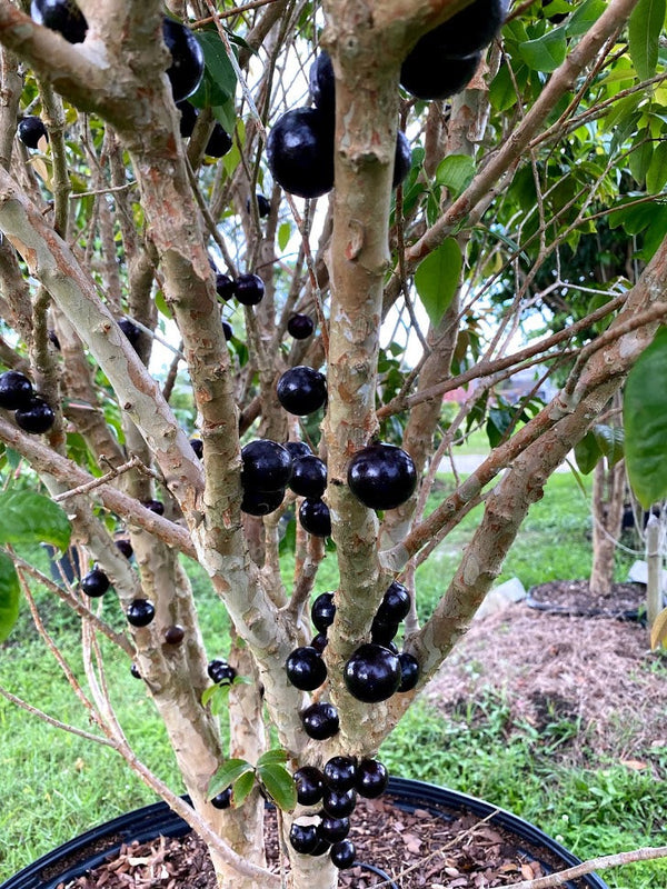 Hybrid Jaboticaba - Plinia phitrantha