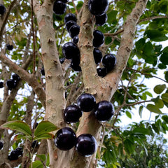 Hybrid Jaboticaba - Plinia phitrantha