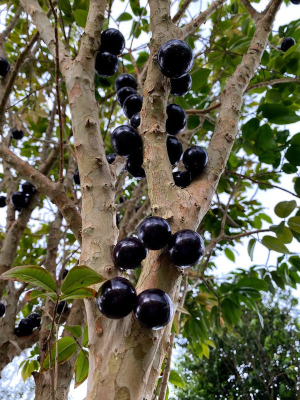 Hybrid Jaboticaba - Plinia phitrantha