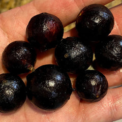 Hybrid Jaboticaba - Plinia phitrantha