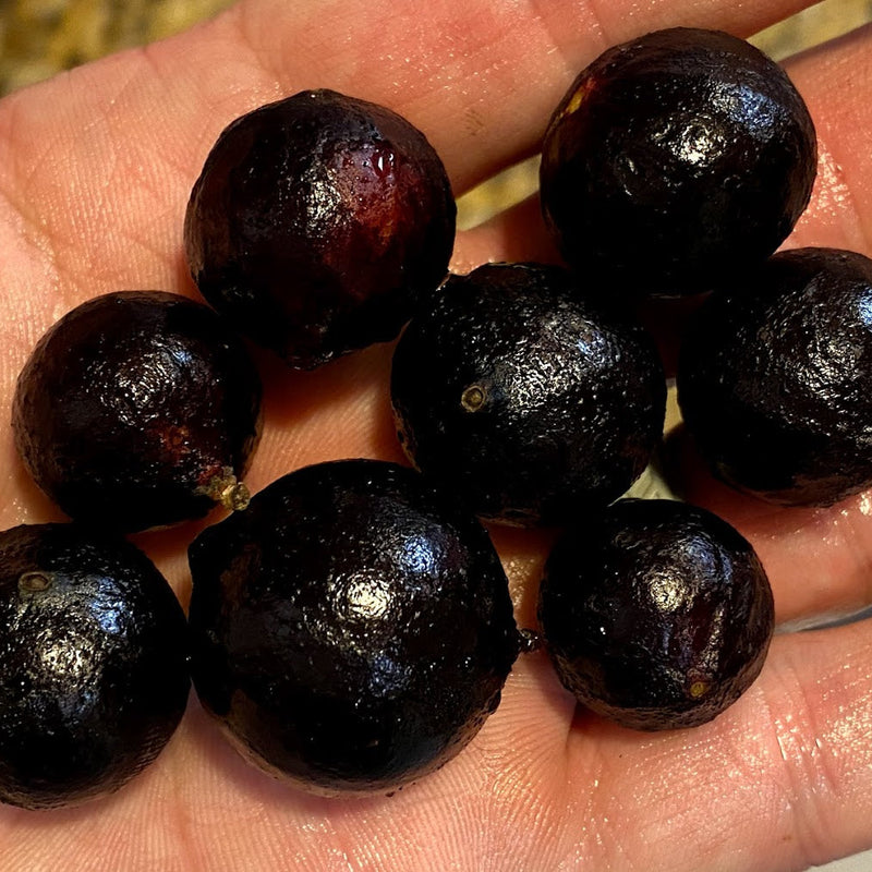 Hybrid Jaboticaba - Plinia phitrantha