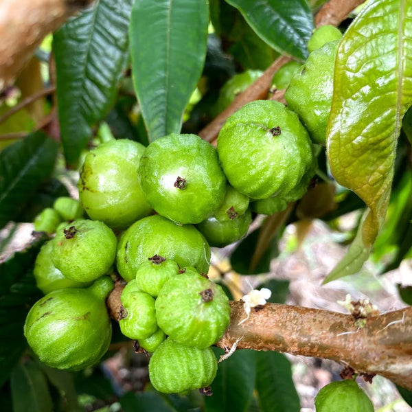 Hybrid Jaboticaba - Branca Fruit Plant