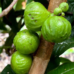 Hybrid Jaboticaba - Branca Fruit Plant