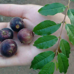 Hybrid Jaboticaba - Plinia sp.