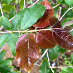 Hybrid Jaboticaba - Plinia sp.