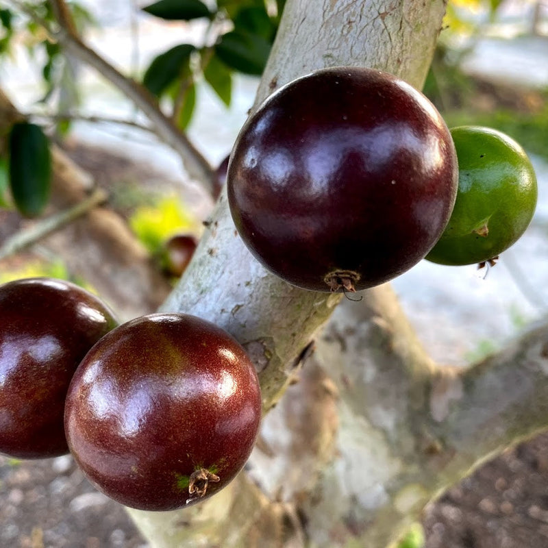 Hybrid Jaboticaba - Plinia sp.