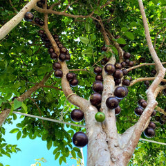 Hybrid Jaboticaba - Plinia sp.