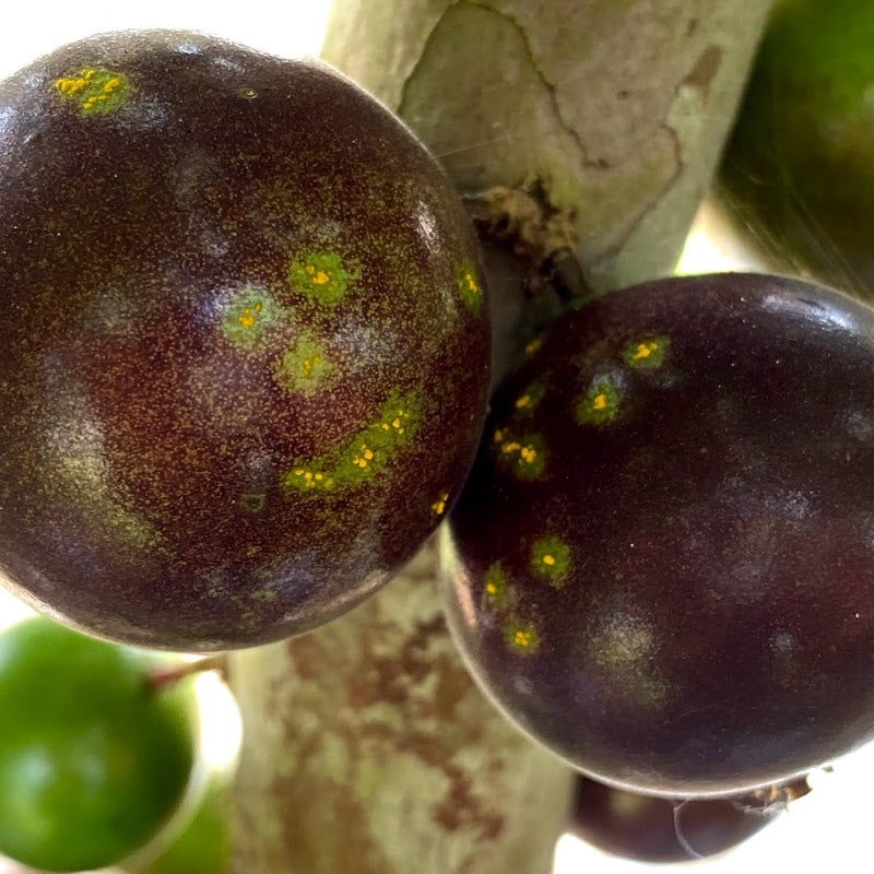 Hybrid Jaboticaba - Plinia sp.