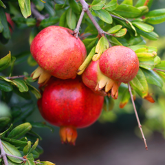 Pomegranate - Red - Punica granatum Fruit Plant