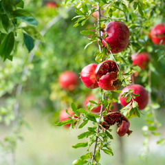 Pomegranate - Red - Punica granatum Fruit Plant