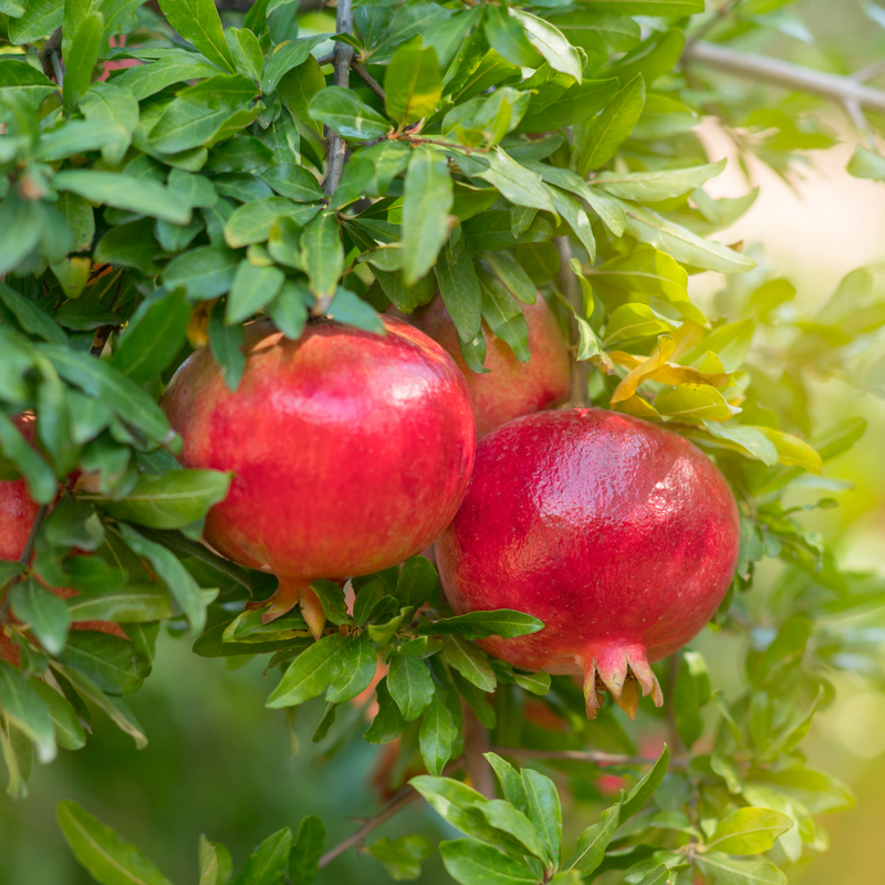 Pomegranate - Red - Punica granatum Fruit Plant