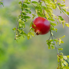 Pomegranate - Red - Punica granatum Fruit Plant