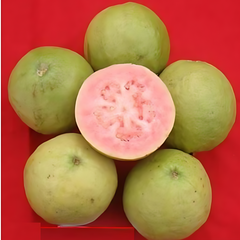 Punjab Kiran Guava Fruit Plant