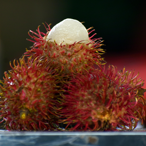 Rambutan - Caesar - Hybrid Fruit Plant