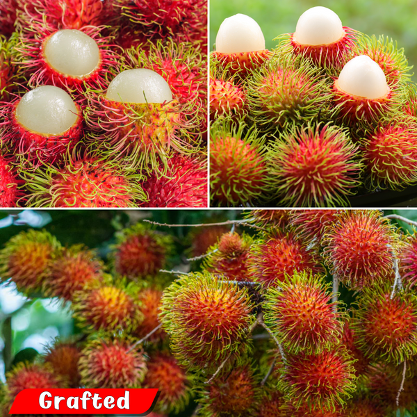 Rambutan - N18 - Hybrid Fruit Plant