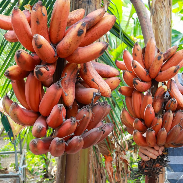 Banana - Red Banana - Fruit Plant