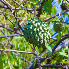 Rollinia / Biriba  - Rollinia deliciosa Fruit Plant