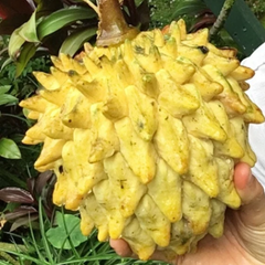 Rollinia / Biriba  - Rollinia deliciosa Fruit Plant