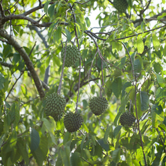 Rollinia / Biriba  - Rollinia deliciosa Fruit Plant