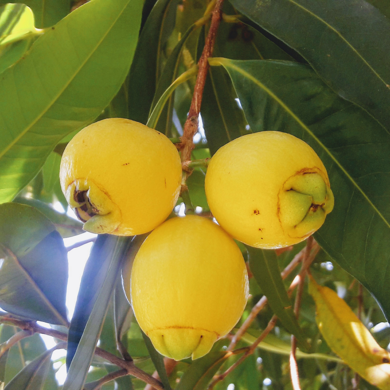Rose Apple / Panineer Champa  - Syzygium jambos Fruit Plant