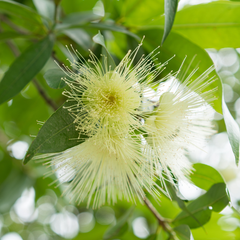 Rose Apple / Panineer Champa  - Syzygium jambos Fruit Plant