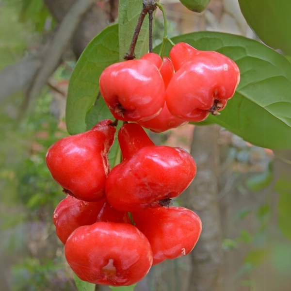 Rose Water Apple / Champa - Syzygium samarangense Fruit Plant