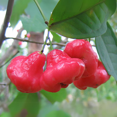 Rose Water Apple / Champa  - Syzygium samarangense Fruit Plant