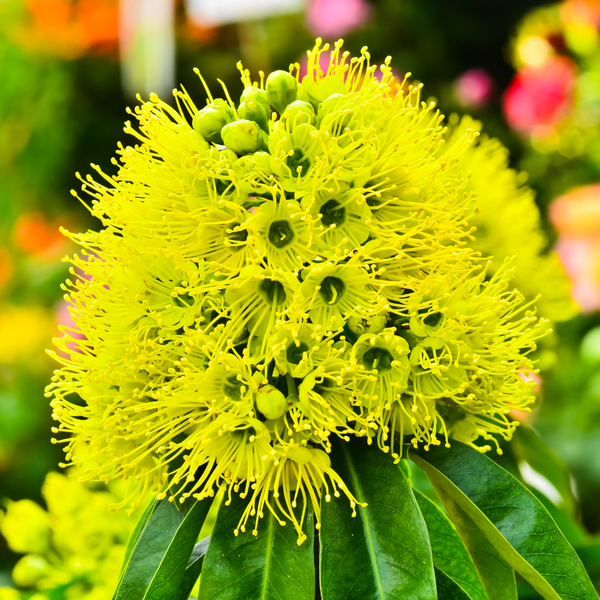 Rosida - Green - Hybrid Flower Plant